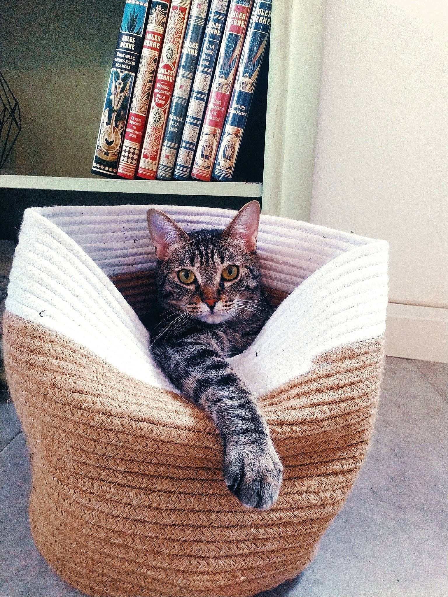 Bouba participe au concours pour gagner de l'argent avec cette photo : american_shorthair, asian, basket, carnivore, cat, cat_bed, couch, domestic_short_haired_cat, european_shorthair, felidae, fur, furniture, kitten, small_to_medium_sized_cats, tabby_cat, thread, whiskers, wicker