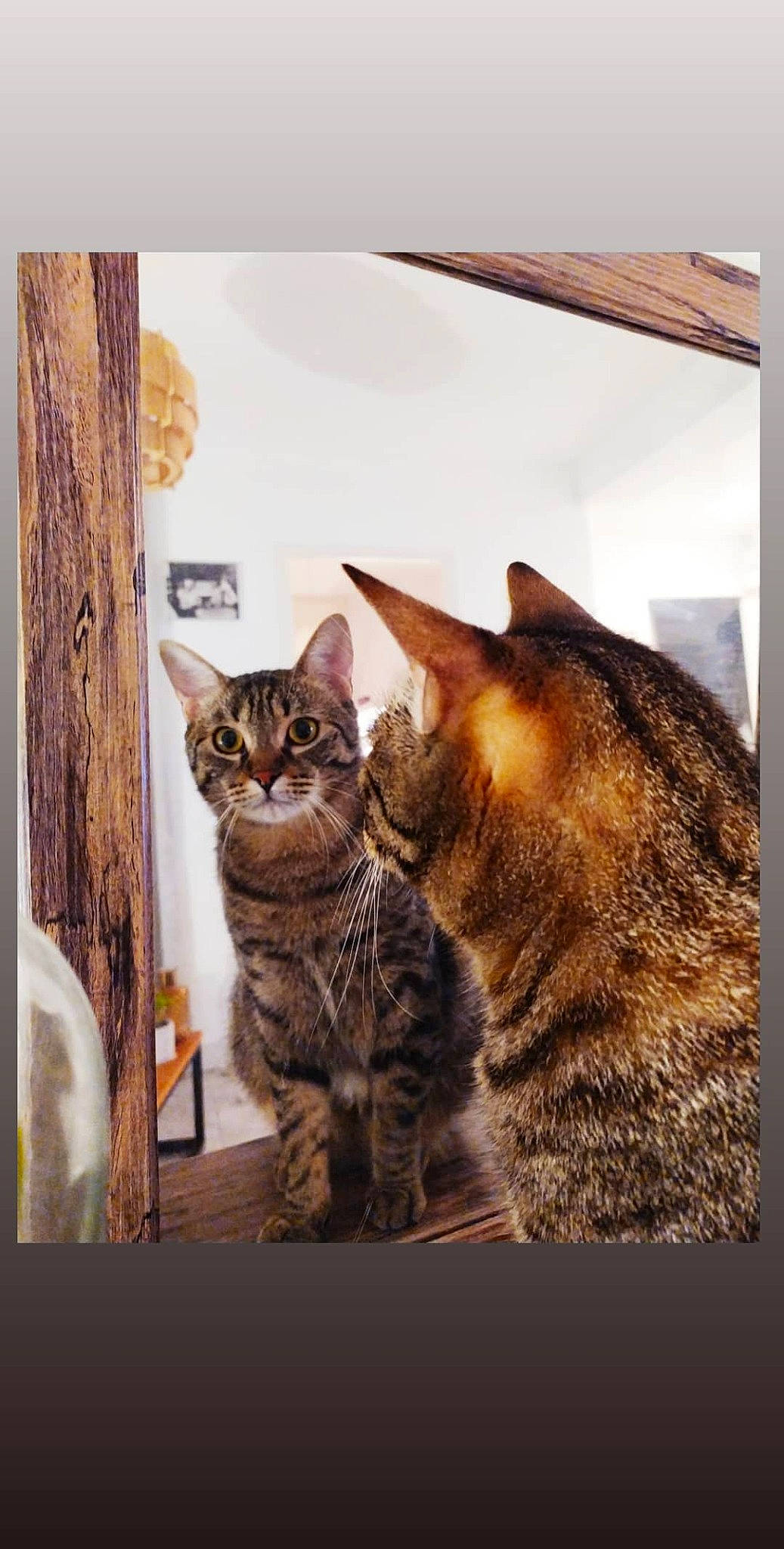 Bouba participe au concours pour gagner de l'argent avec cette photo : american_shorthair, asian, bengal, california_spangled, carnivore, cat, domestic_short_haired_cat, dragon_li, european_shorthair, felidae, kitten, mammal, ocicat, small_to_medium_sized_cats, snout, tabby_cat, toyger, tree, whiskers, window