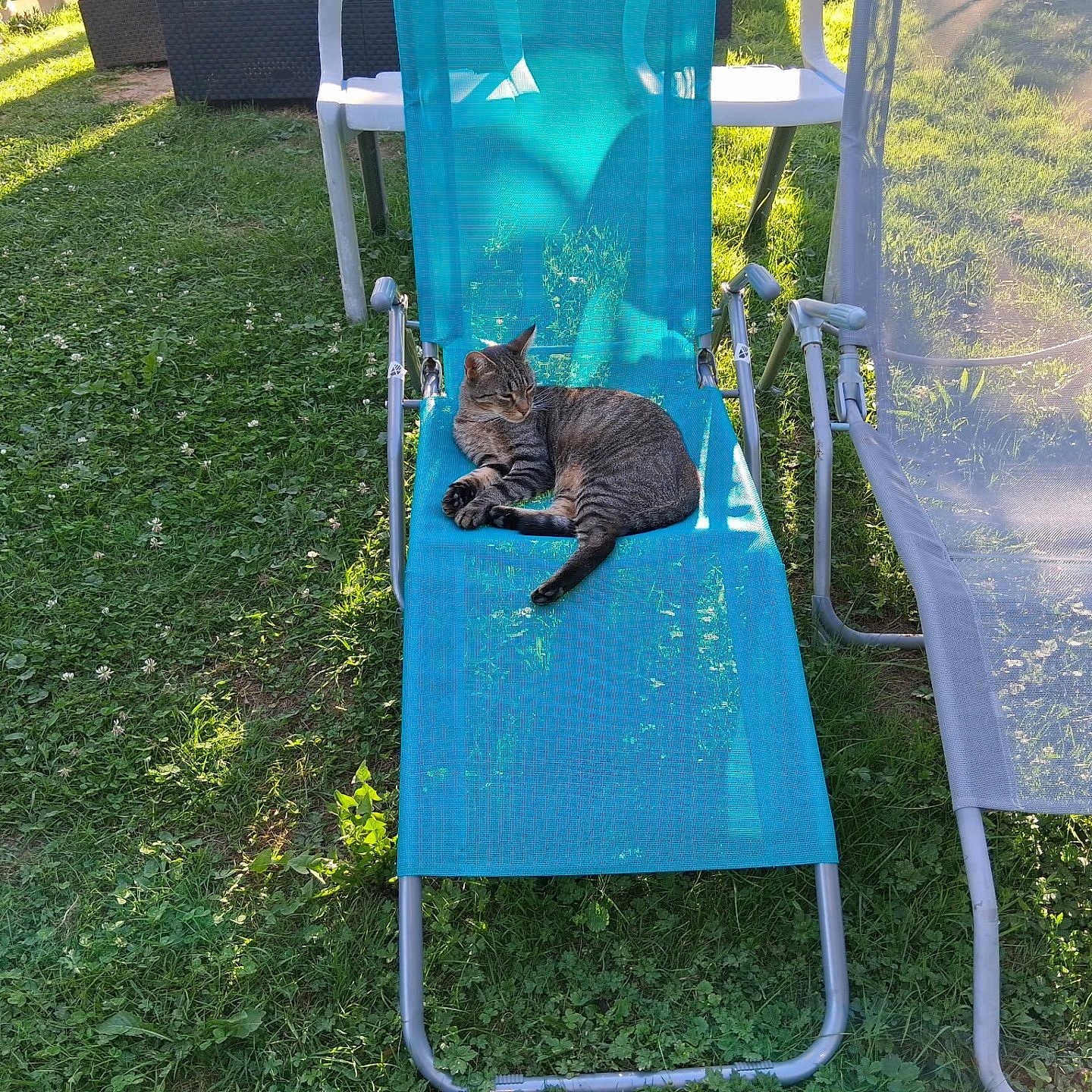 Toupee participe au concours pour gagner de l'argent avec cette photo : animal, blue_chair, cat, daylight, furniture, garden, grass, lounge_chair, mesh_chair, nature, outdoor, peaceful, pet, relaxation, resting, shade, summer, sunlight, tabby_cat, vacation