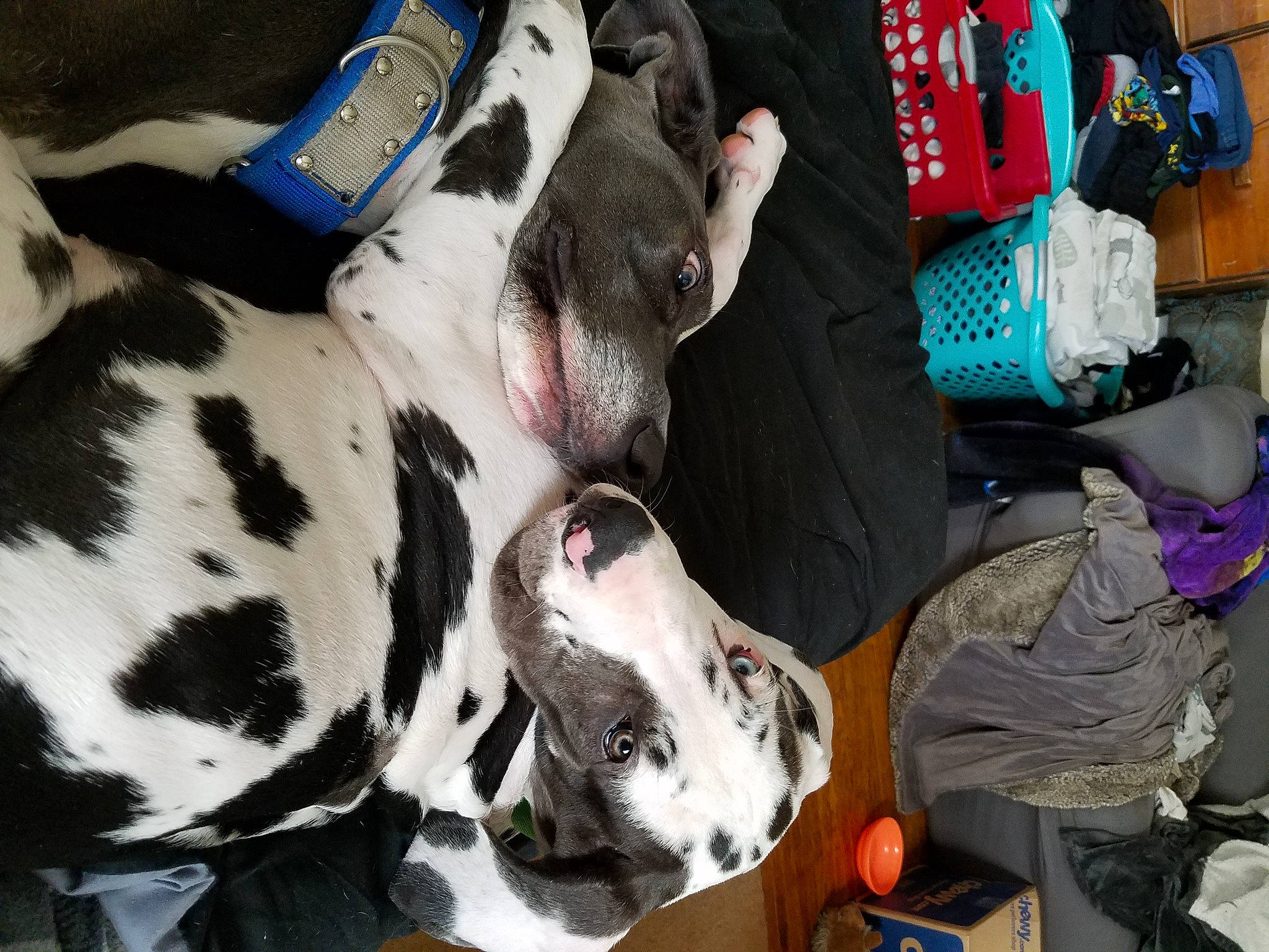 Jormungandr And Ullr joined the competition — help win amazing prizes! canidae, carnivore, dalmatian, dog, dog_breed, fawn, great_dane, guard_dog, mammal, non_sporting_group, snout