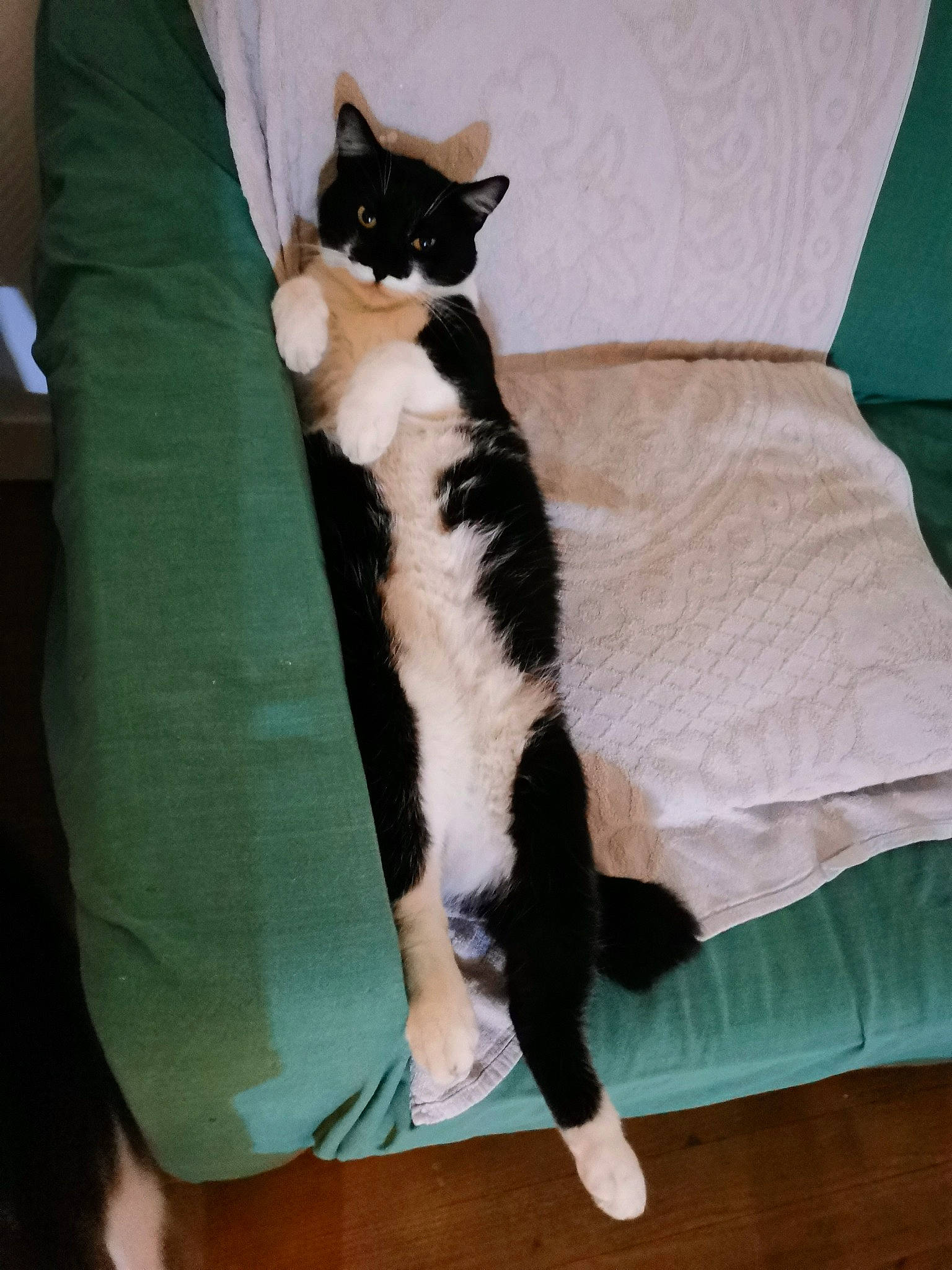 Onyx participe au concours pour gagner de l'argent avec cette photo : carnivore, cat, comfort, couch, domestic_short_haired_cat, eye, felidae, formal_wear, fur, furniture, hardwood, human_leg, lap, linens, mammal, sitting, small_to_medium_sized_cats, tail, thigh, whiskers