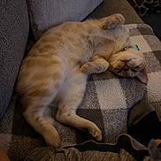 Leonidas joined the competition — help win amazing prizes! cat, pet, indoor, blanket, checkered, couch, relaxed, fur, paws, collar, animal, home, comfort, resting, sleepy, cute, soft, feline, legs, human