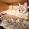 Leonidas is registered to the contest to win money with this photo: cat, cardboard_box, indoor, feline, green_eyes, relaxed, lying_down, cream_color, curious, pet, soft_rug, home_interior, cozy, whiskers, ears, floor, animal, domestic_cat, furniture, closeup