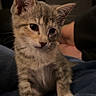 kitten, cat, young_animal, striped_fur, pet, feline, indoor, soft_blanket, cute, curious, small, whiskers, ears, paw, domestic_animal, cozy, resting, looking_away, furry, animal