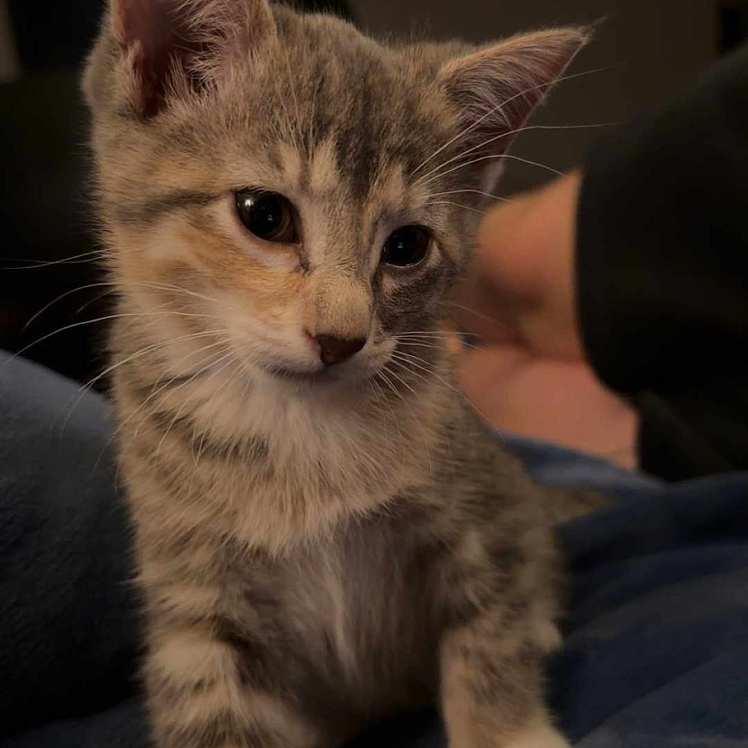 Whiskey is registered to the contest to win money with this photo: kitten, cat, young_animal, striped_fur, pet, feline, indoor, soft_blanket, cute, curious, small, whiskers, ears, paw, domestic_animal, cozy, resting, looking_away, furry, animal