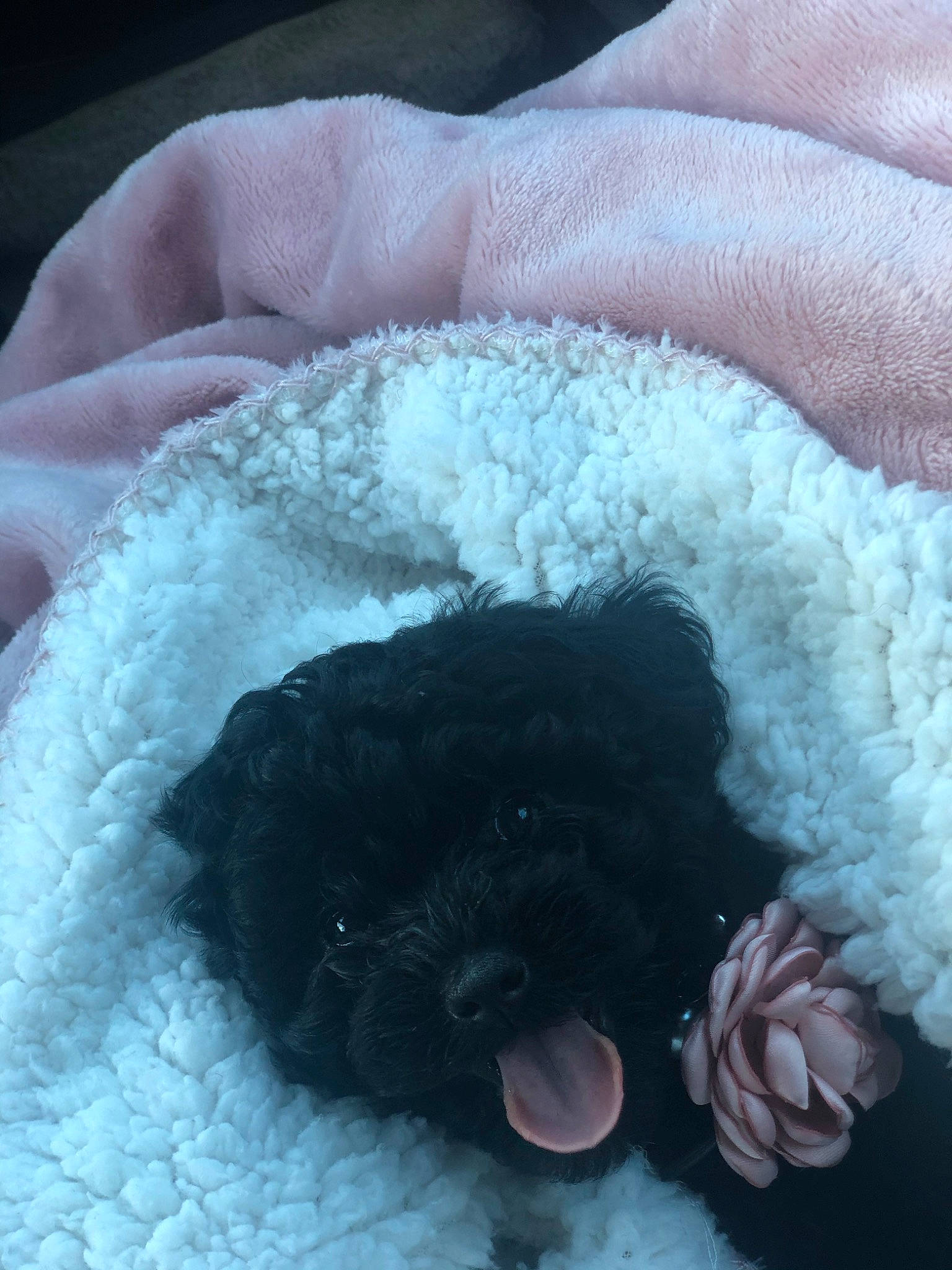 Coco is registered to the contest to win money with this photo: canidae, carnivore, cockapoo, dog, dog_breed, fur, lagotto_romagnolo, miniature_poodle, non_sporting_group, portuguese_water_dog, puppy, schnoodle, spanish_water_dog, sporting_group, stuffed_toy, toy_dog, toy_poodle, wool