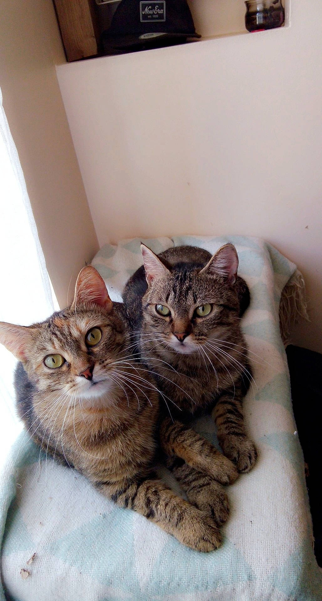 Hippie Et Nesquik a rejoint le concours — aidez-le/la à gagner de superbes lots ! aegean_cat, american_shorthair, asian, australian_mist, bengal, california_spangled, carnivore, cat, domestic_short_haired_cat, dragon_li, european_shorthair, felidae, kitten, mammal, ocicat, pixie_bob, small_to_medium_sized_cats, tabby_cat, vertebrate, whiskers