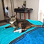 animal, bed, blanket, carpet, cat, curious, dining_table, door, floor, furniture, green_eyes, home, indoor, living_space, pet, relaxing, tabby_cat, tail, towel, wooden_furniture