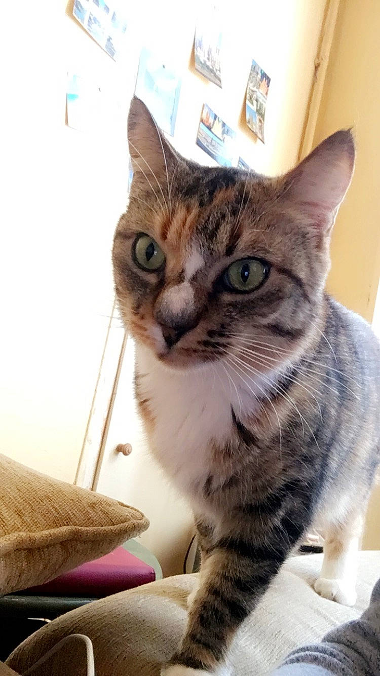 Calinette a rejoint le concours — aidez-le/la à gagner de superbes lots ! aegean_cat, american_shorthair, american_wirehair, asian, australian_mist, california_spangled, carnivore, cat, domestic_short_haired_cat, dragon_li, european_shorthair, felidae, kitten, mammal, paw, small_to_medium_sized_cats, tabby_cat, whiskers