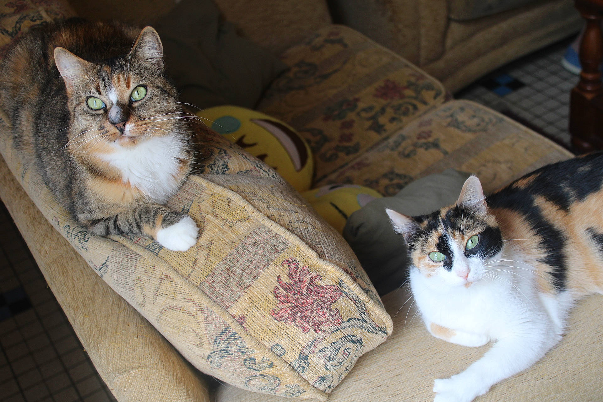 Calinette a rejoint le concours — aidez-le/la à gagner de superbes lots ! aegean_cat, american_shorthair, american_wirehair, asian, carnivore, cat, domestic_short_haired_cat, dragon_li, european_shorthair, felidae, fur, kitten, mammal, norwegian_forest_cat, small_to_medium_sized_cats, tabby_cat, whiskers