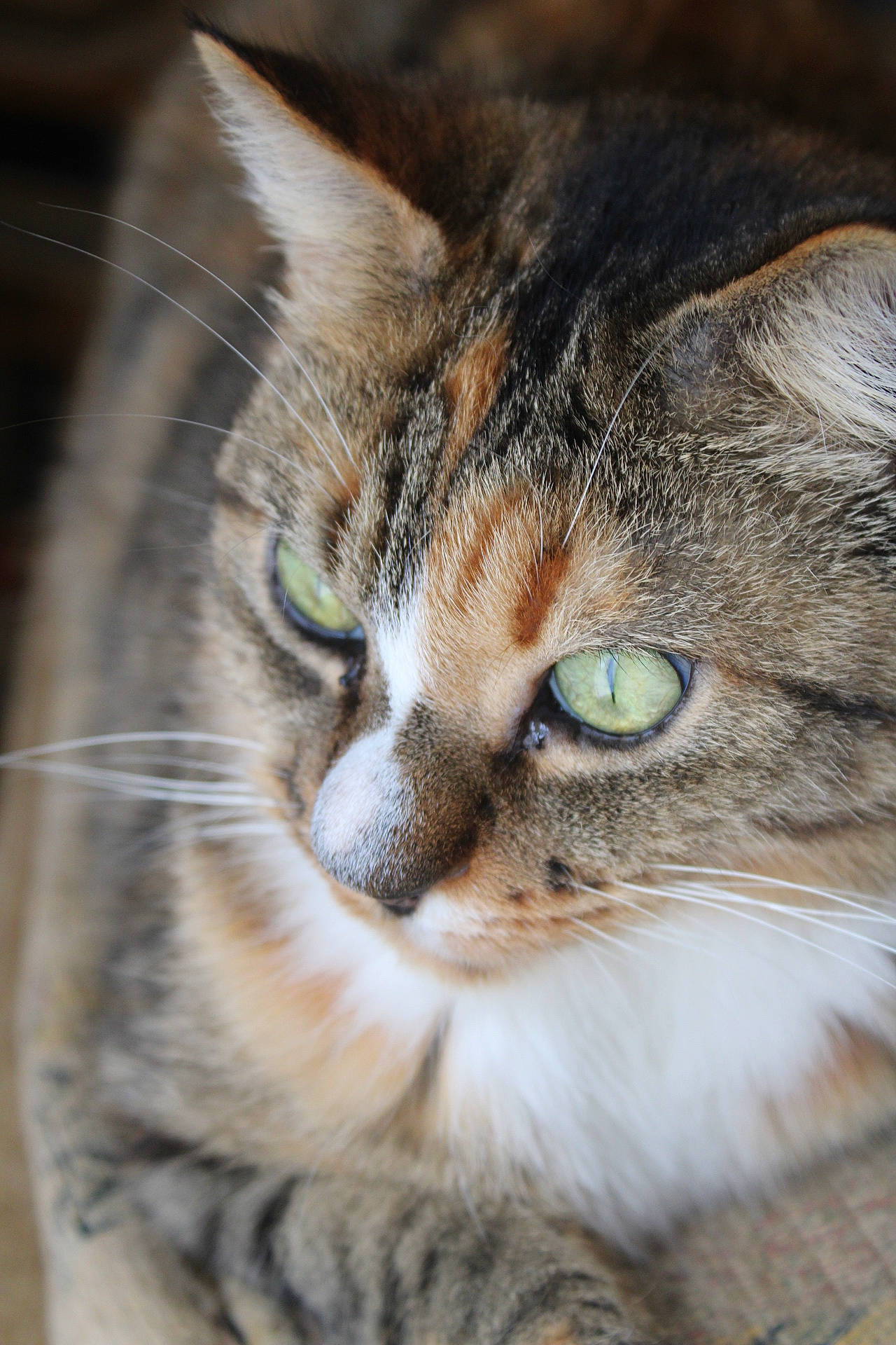 Calinette participe au concours pour gagner de l'argent avec cette photo : aegean_cat, american_wirehair, asian, carnivore, cat, close_up, domestic_short_haired_cat, dragon_li, european_shorthair, eye, felidae, fur, kitten, mammal, nose, small_to_medium_sized_cats, snout, tabby_cat, toyger, whiskers