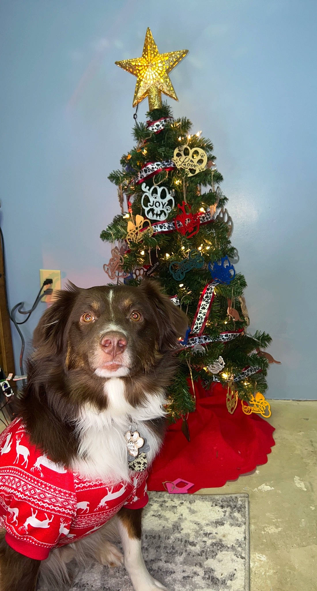 Nashville joined the competition — help win amazing prizes! carnivore, christmas_decoration, christmas_ornament, christmas_tree, collar, companion_dog, conifer, dog, dog_breed, event, fawn, fur, holiday, holiday_ornament, ornament, plant, snout, spaniel, sporting_group, tree