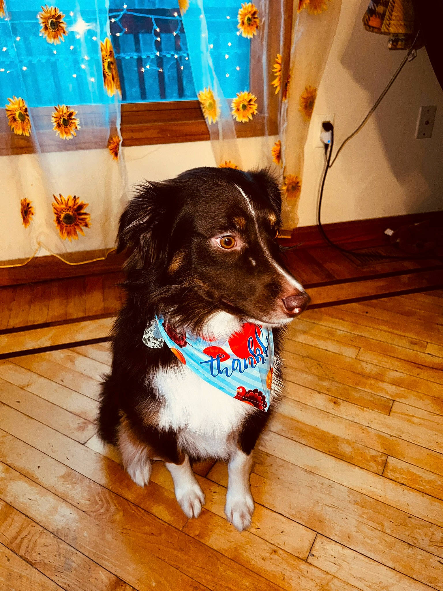 Nashville is registered to the contest to win money with this photo: ball, canidae, carnivore, collar, companion_dog, dog, dog_breed, dog_collar, dog_supply, electric_blue, floor, flooring, fur, hardwood, leash, snout, sporting_group, whiskers, wood, wood_flooring