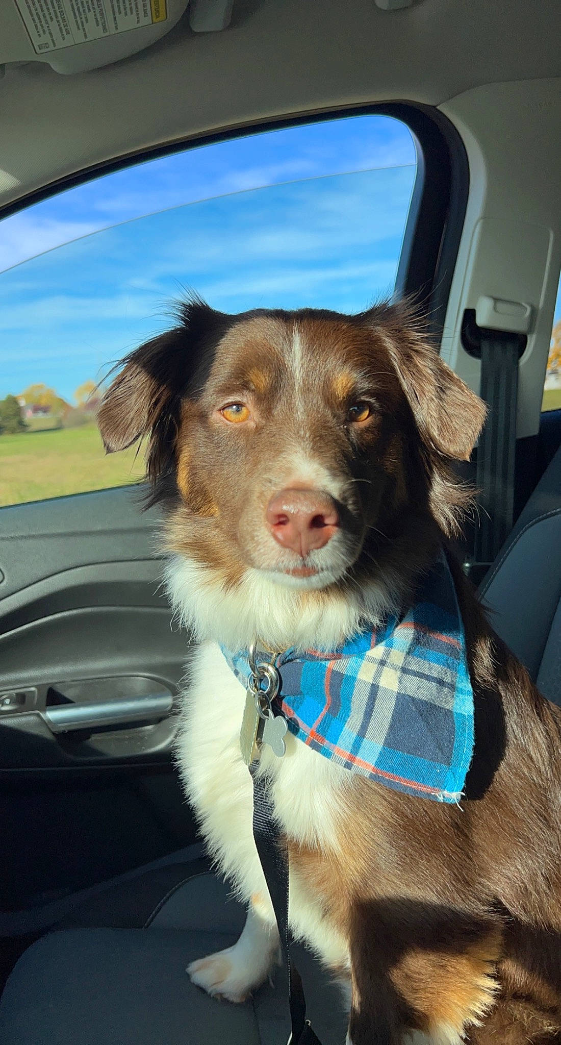 Nashville is registered to the contest to win money with this photo: automotive_lighting, automotive_mirror, car, carnivore, cloud, collar, companion_dog, dog, dog_breed, dog_collar, hood, sky, snout, sporting_group, steering_wheel, vehicle, vehicle_door, whiskers, window, windshield