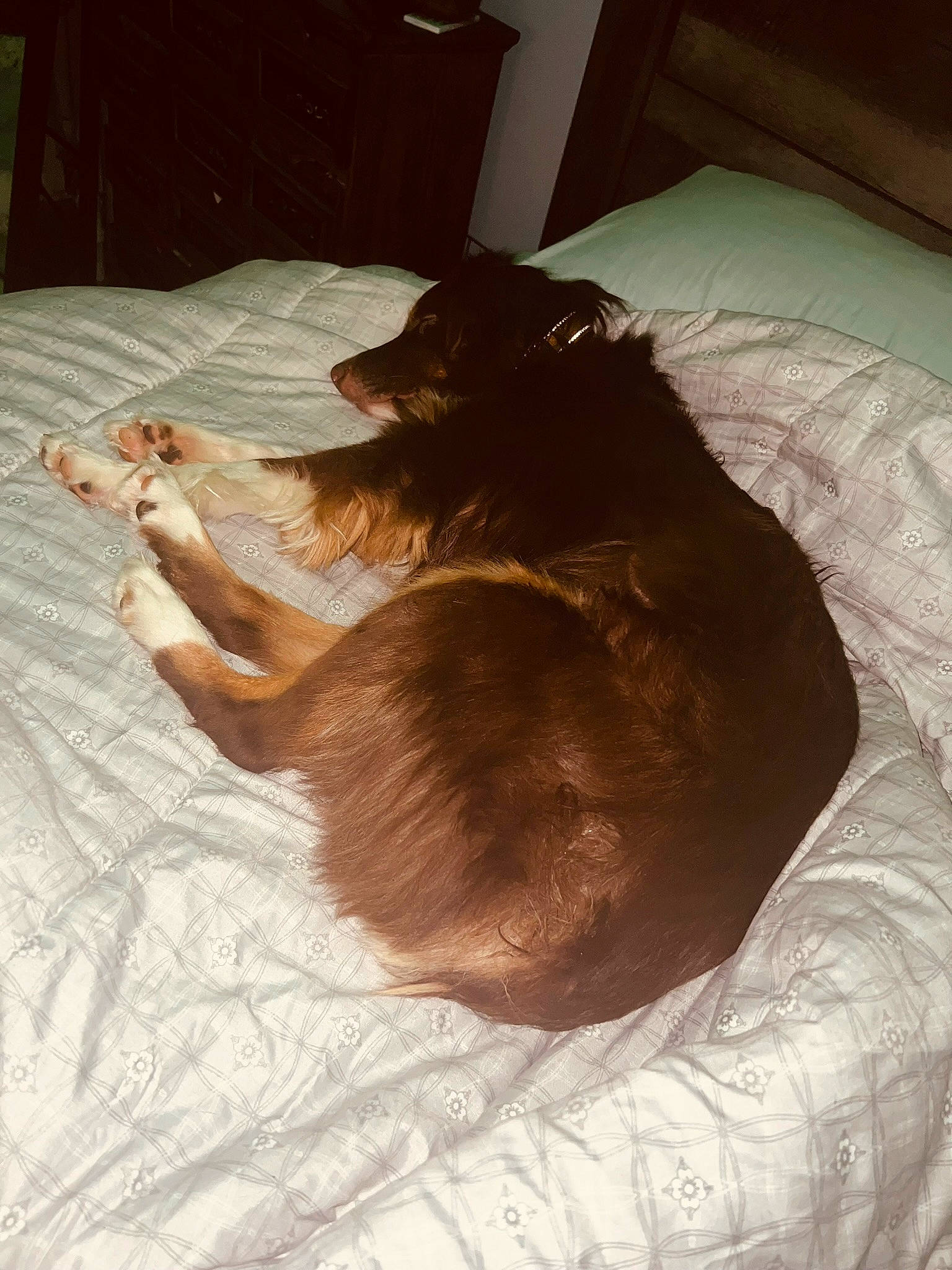 Nashville joined the competition — help win amazing prizes! bed, brown, canidae, carnivore, comfort, companion_dog, dog, dog_breed, fawn, felidae, fur, hardwood, linens, liver, room, small_to_medium_sized_cats, sporting_group, tail, tints_and_shades, working_animal