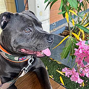 Aïko participe au concours pour gagner de l'argent avec cette photo : dog, pet, canine, black_dog, short_hair, tongue_out, open_mouth, collar, leash, blue_eyes, portrait, close_up, outdoor, flowers, pink_flowers, oleander, plants, garden, table, patriotic_collar