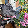 dog, pet, canine, black_dog, short_hair, tongue_out, open_mouth, collar, leash, blue_eyes, portrait, close_up, outdoor, flowers, pink_flowers, oleander, plants, garden, table, patriotic_collar