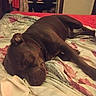 Aïko a rejoint le concours — aidez-le/la à gagner de superbes lots ! dog, sleeping, brown_dog, pet, bed, bedroom, floral_bedding, blanket, indoor, resting, lying_down, relaxed, closed_eyes, short_hair, muzzle, ears, wardrobe, clothing, home, nap