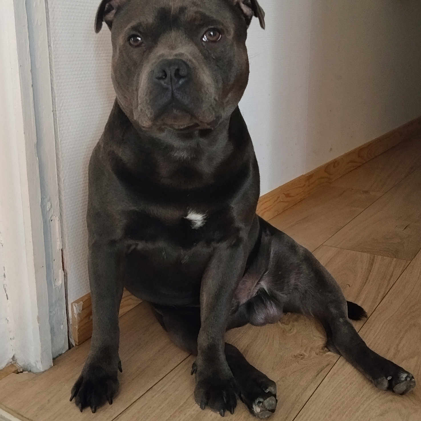 Aïko