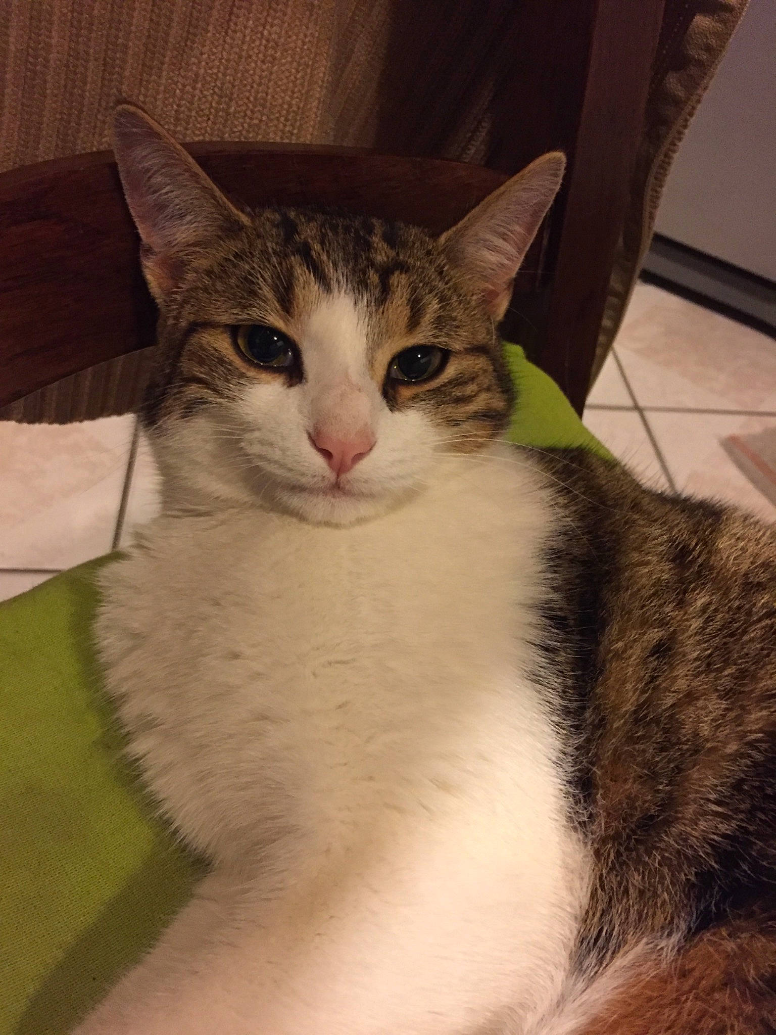 Pepito participe au concours pour gagner de l'argent avec cette photo : aegean_cat, american_wirehair, asian, carnivore, cat, domestic_short_haired_cat, european_shorthair, eye, felidae, fur, kitten, mammal, small_to_medium_sized_cats, tabby_cat, whiskers