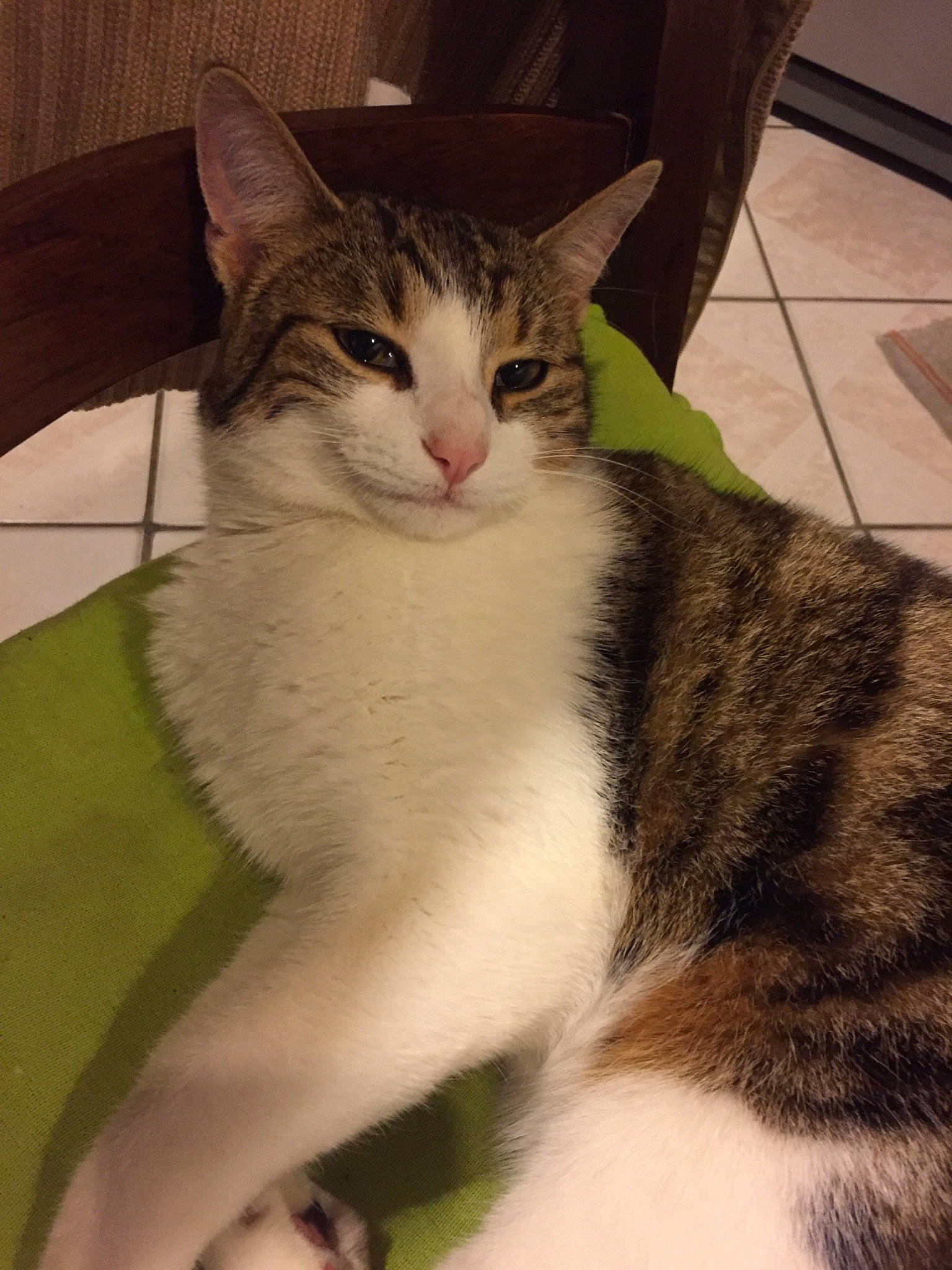 Pepito participe au concours pour gagner de l'argent avec cette photo : aegean_cat, american_shorthair, american_wirehair, asian, carnivore, cat, domestic_short_haired_cat, european_shorthair, eye, felidae, fur, kitten, mammal, small_to_medium_sized_cats, tabby_cat, whiskers