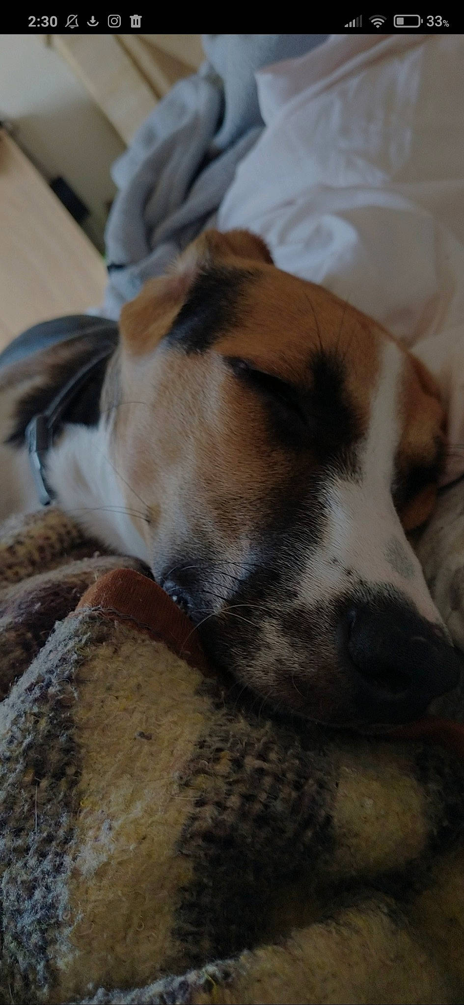 Stitch a rejoint le concours — aidez-le/la à gagner de superbes lots ! bored, canidae, carnivore, comfort, companion_dog, dog, dog_breed, fawn, fur, nap, non_sporting_group, paw, snout, sporting_group, street_dog, terrestrial_animal, whiskers, working_animal