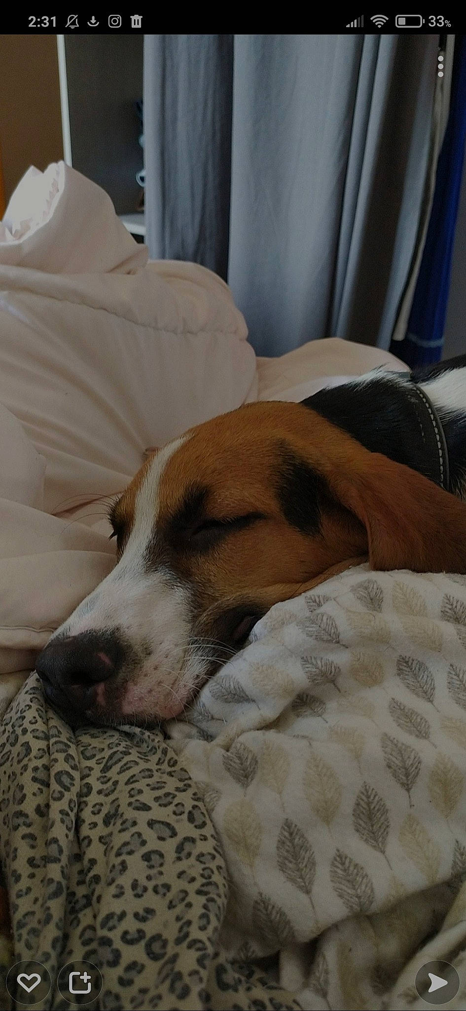 Stitch a rejoint le concours — aidez-le/la à gagner de superbes lots ! bed, bed_sheet, bedding, blanket, bored, canidae, carnivore, comfort, companion_dog, curtain, dog, dog_breed, dog_supply, fawn, linens, nap, non_sporting_group, snout, sporting_group, working_animal