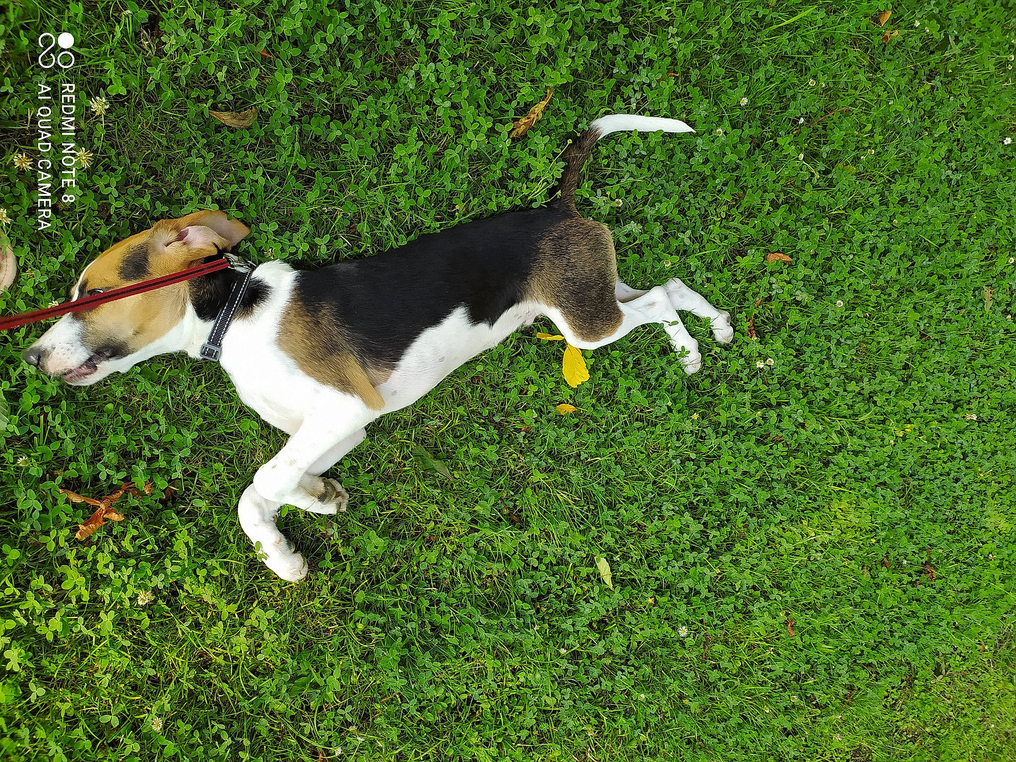 Stitch a rejoint le concours — aidez-le/la à gagner de superbes lots ! ancient_dog_breeds, canidae, carnivore, chilean_fox_terrier, collar, companion_dog, dog, dog_breed, dog_collar, grass, groundcover, hound, hunting_dog, plant, scent_hound, sporting_group, tail, terrestrial_animal, working_dog