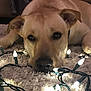 dog, canine, pet, lying_down, carpet, string_lights, glowing, indoor, cozy, warm_lighting, close_up, ears, nose, fur, resting, home, decor, soft_texture, mammal, animal
