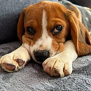 Vegas a rejoint le concours — aidez-le/la à gagner de superbes lots ! puppy, dog, beagle, close_up, pet, animal, cute, sleepy, resting, paws, fur, brown, white, black_nose, blanket, cozy, indoor, soft_texture, portrait, young