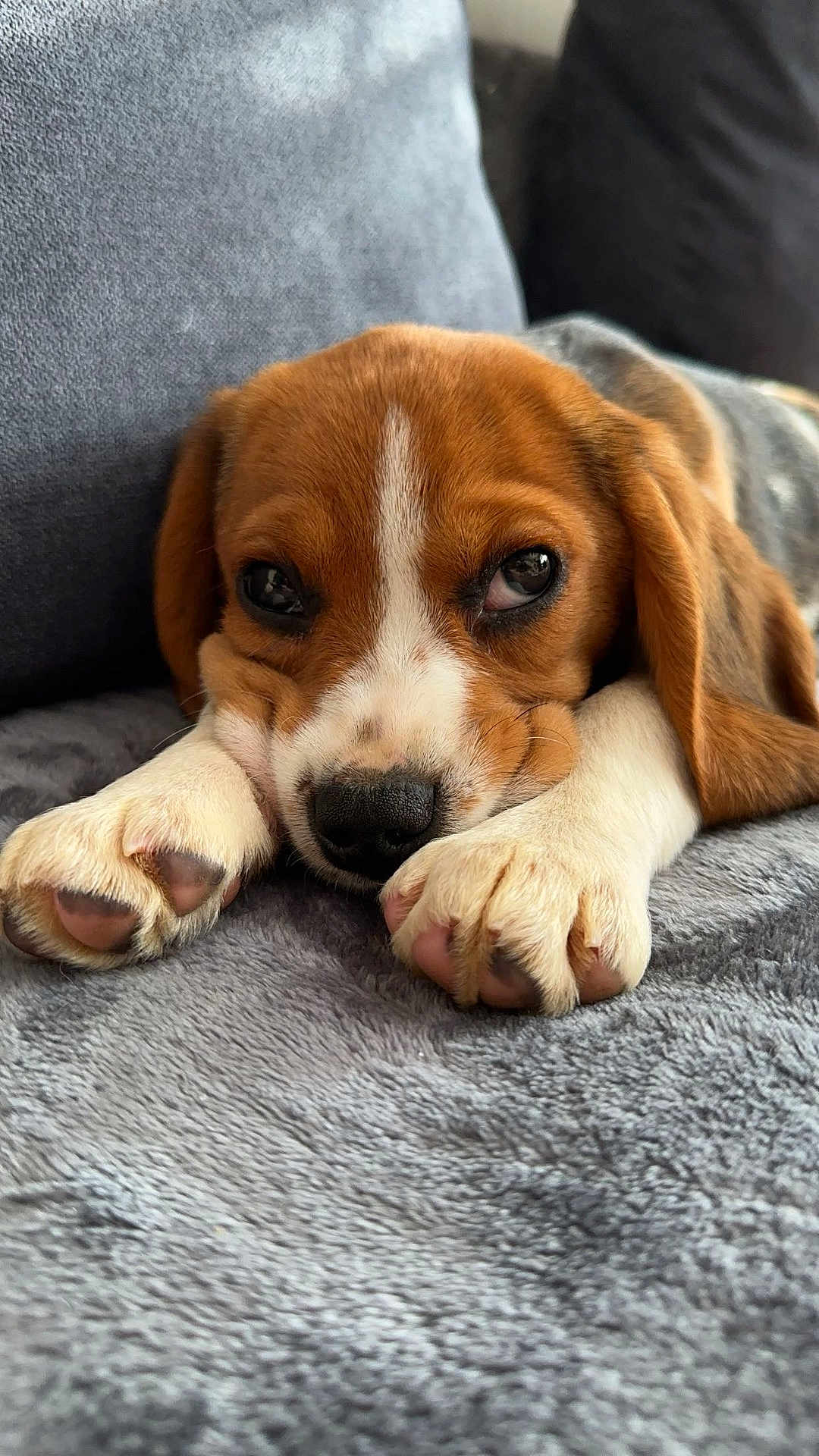 Vegas a rejoint le concours — aidez-le/la à gagner de superbes lots ! puppy, dog, beagle, close_up, pet, animal, cute, sleepy, resting, paws, fur, brown, white, black_nose, blanket, cozy, indoor, soft_texture, portrait, young
