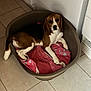 Vegas a rejoint le concours — aidez-le/la à gagner de superbes lots ! beagle, dog, pet, animal, dog_bed, blanket, indoor, tile_floor, resting, brown, white, black, ears, canine, cute, lying_down, cozy, household, domestic, companion
