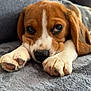 Vegas participe au concours pour gagner de l'argent avec cette photo : puppy, dog, beagle, close_up, pet, animal, cute, sleepy, resting, paws, fur, brown, white, black_nose, blanket, cozy, indoor, soft_texture, portrait, young