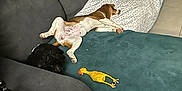 Vegas participe au concours pour gagner de l'argent avec cette photo : dog, couch, blanket, toy, rubber_chicken, living_room, relaxing, pet, furniture, wooden_table, floor, brown_dog, black_dog, resting, indoor, home, cozy, sleeping, animal, canine