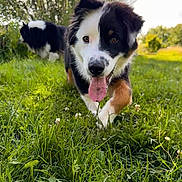 Biscotte a rejoint le concours — aidez-le/la à gagner de superbes lots ! dog, puppy, grass, outdoor, nature, animal, tongue_out, playful, black_and_white, fur, canine, field, sunlight, happy, pet, running, summer, greenery, close_up, two_dogs