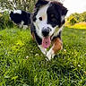 dog, puppy, grass, outdoor, nature, animal, tongue_out, playful, black_and_white, fur, canine, field, sunlight, happy, pet, running, summer, greenery, close_up, two_dogs