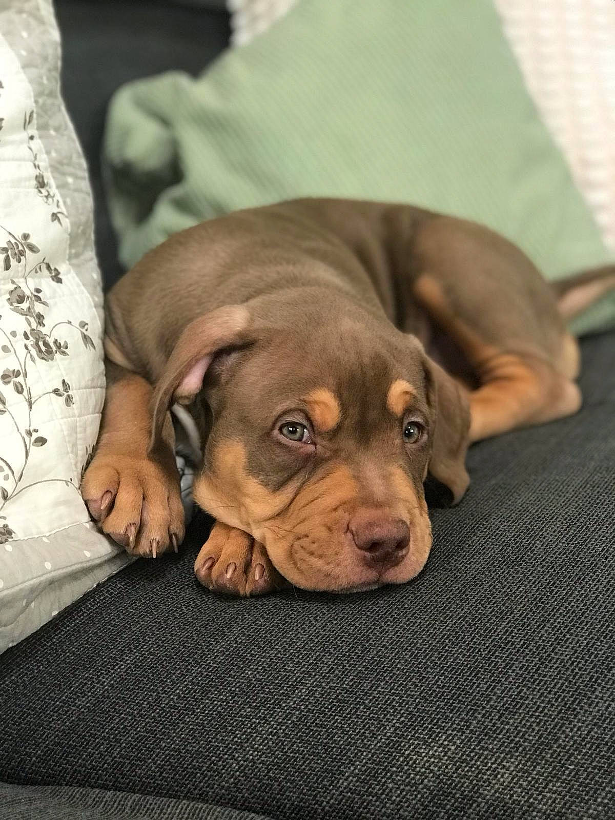 Achille participe au concours pour gagner de l'argent avec cette photo : carnivore, comfort, companion_dog, dog, dog_supply, fur, guard_dog, linens, liver, molosser, non_sporting_group, scent_hound, terrestrial_animal, toy_dog, whiskers, wood, working_animal, wrinkle