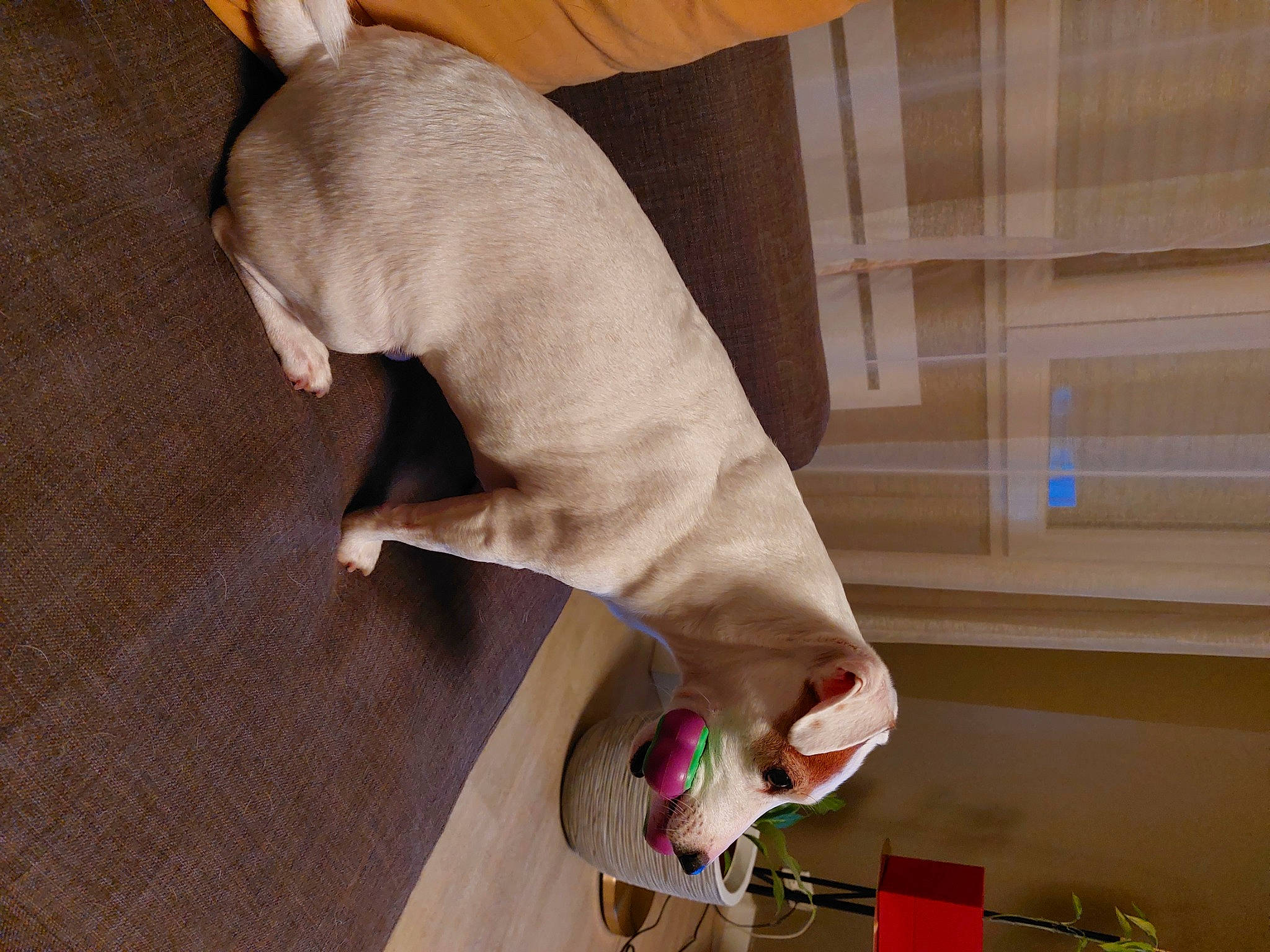 Hook a rejoint le concours — aidez-le/la à gagner de superbes lots ! barefoot, carmine, comfort, companion_dog, dog, dog_breed, fawn, flip_flops, flooring, foot, hardwood, human_leg, knee, nail, sandal, tail, thigh, toe, wood, working_animal