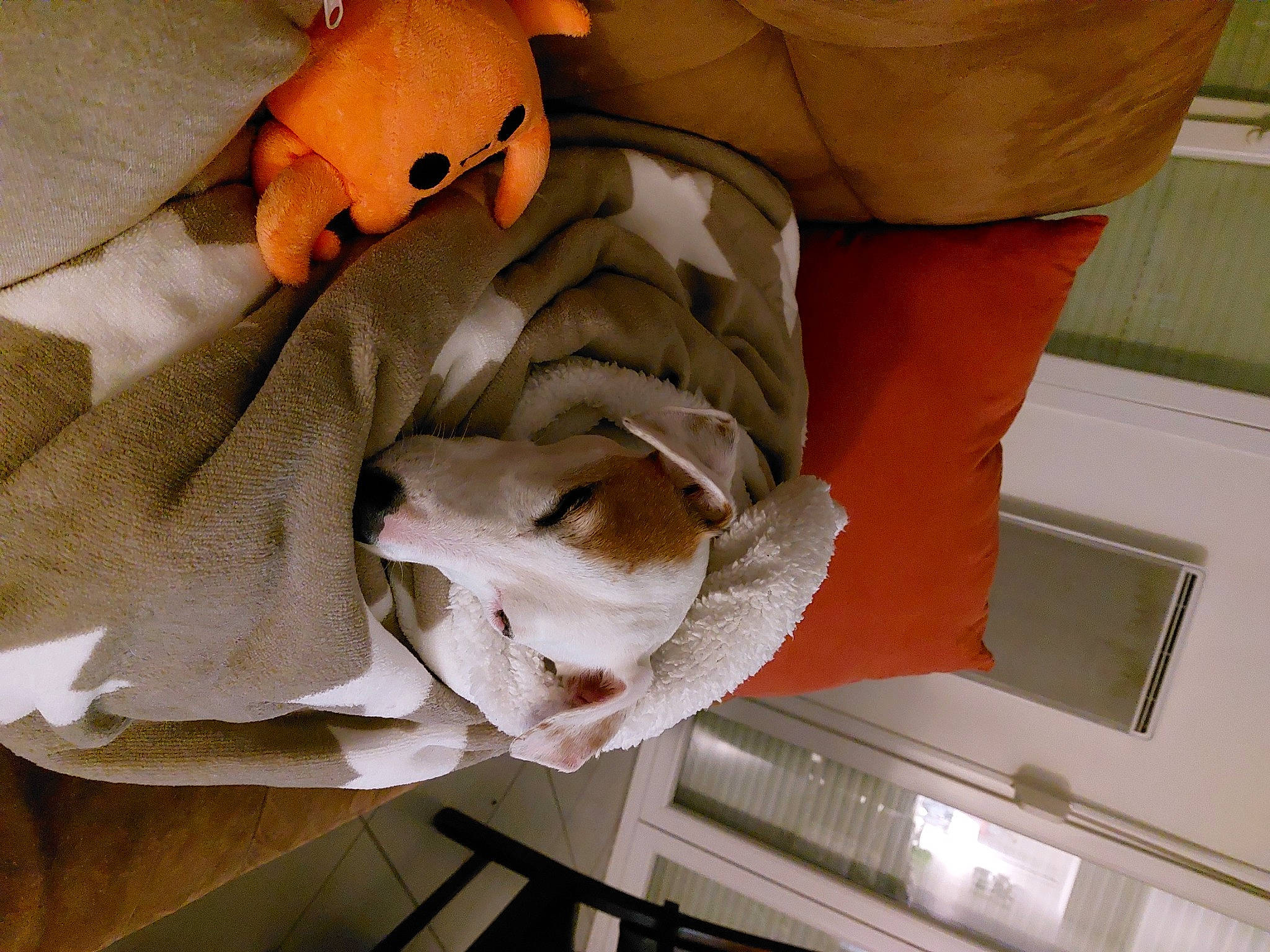 Hook a rejoint le concours — aidez-le/la à gagner de superbes lots ! comfort, companion_dog, felidae, flooring, fur, glove, helmet, knee, linens, personal_protective_equipment, plush, room, service, small_to_medium_sized_cats, stuffed_toy, textile, toy, wood