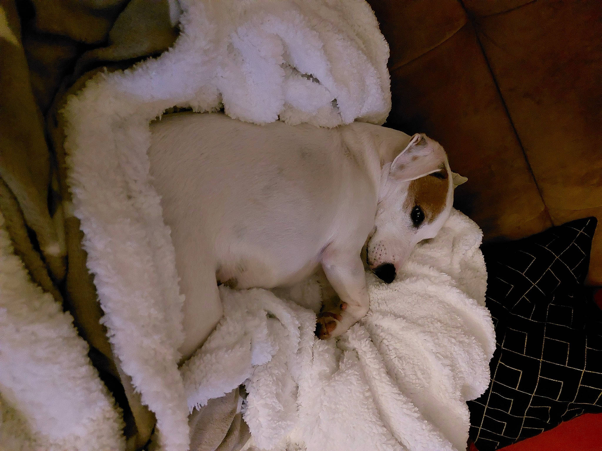 Hook a rejoint le concours — aidez-le/la à gagner de superbes lots ! canidae, carnivore, comfort, companion_dog, dog, dog_breed, fawn, felidae, fur, linens, pattern, room, small_to_medium_sized_cats, snout, sporting_group, tail, terrestrial_animal, whiskers, wood, working_animal