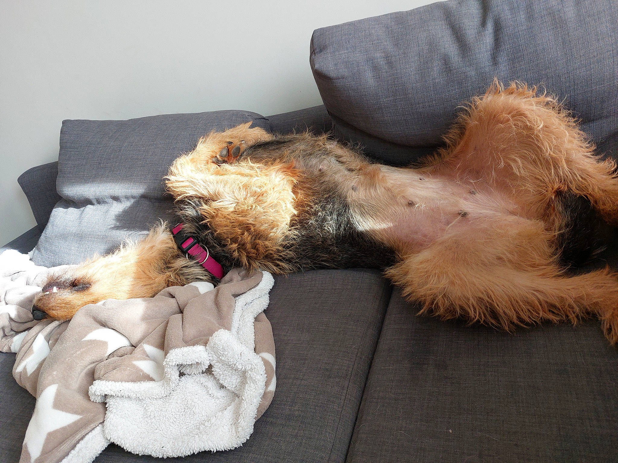 Oli participe au concours pour gagner de l'argent avec cette photo : airedale_terrier, canidae, carnivore, clock, comfort, companion_dog, dog, dog_breed, dog_supply, fawn, fur, liver, mammal, paw, small_terrier, sporting_group, terrier, toy_dog, vertebrate, welsh_terrier