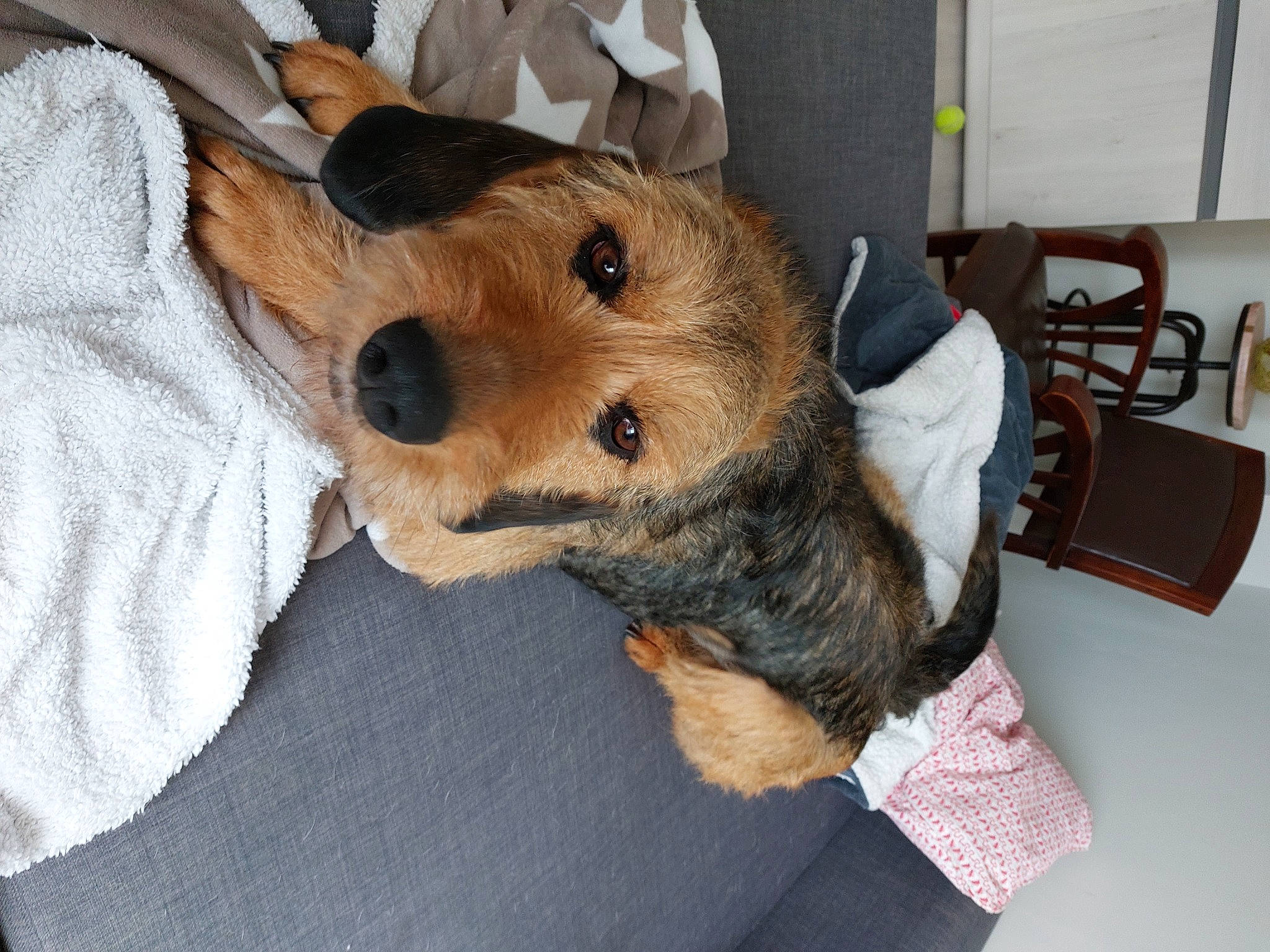 Oli participe au concours pour gagner de l'argent avec cette photo : canidae, carnivore, chair, comfort, companion_dog, dog, dog_breed, dog_clothes, dog_supply, fawn, fur, hat, plush, snout, sporting_group, stuffed_toy, toy, toy_dog, whiskers, working_animal