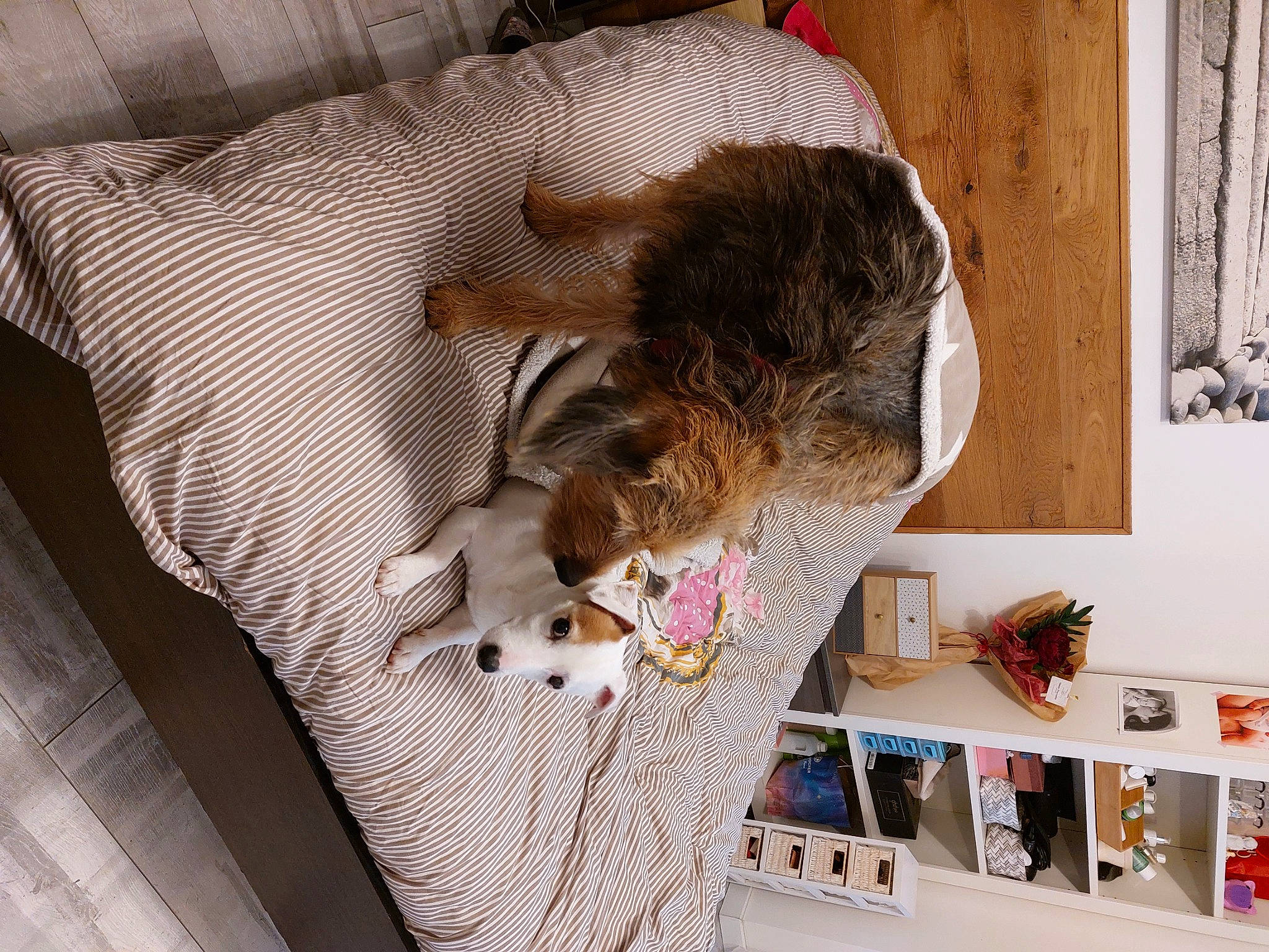 Oli participe au concours pour gagner de l'argent avec cette photo : canidae, carnivore, comfort, companion_dog, couch, dog_breed, fawn, felidae, flooring, fur, interior_design, linens, room, small_to_medium_sized_cats, sporting_group, textile, toy, vertebrate, whiskers, wood