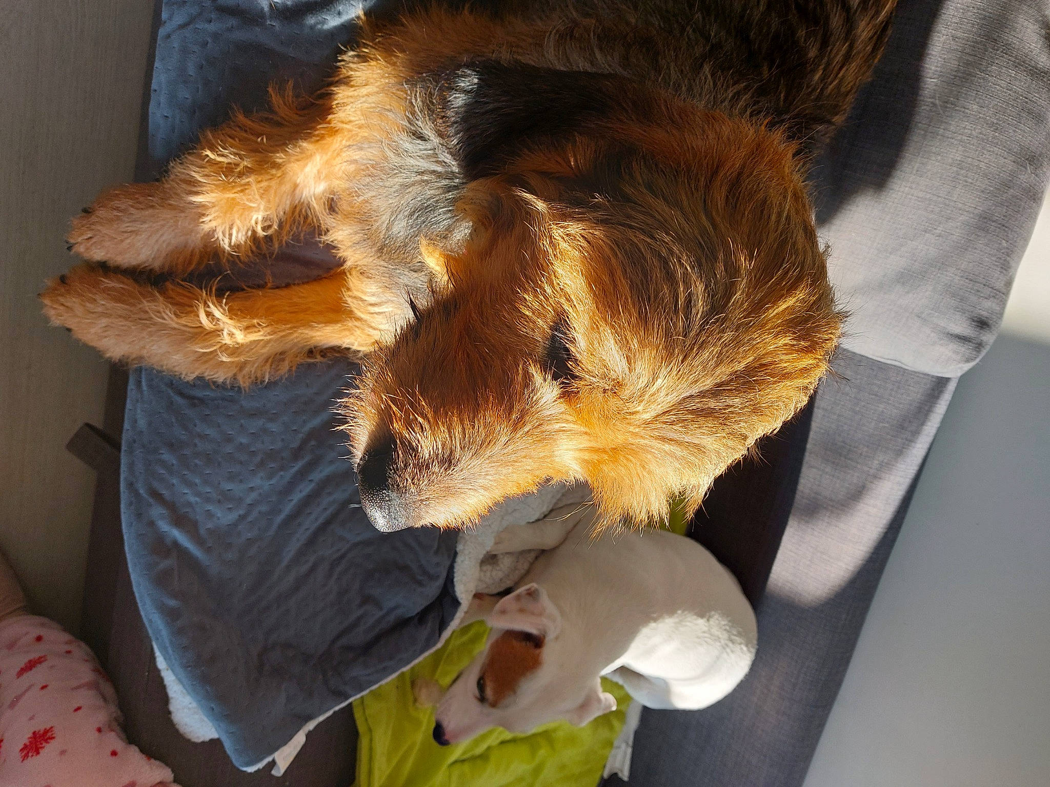 Oli a rejoint le concours — aidez-le/la à gagner de superbes lots ! canidae, carnivore, claw, comfort, companion_dog, dog_breed, fawn, felidae, foot, fur, human_leg, natural_material, small_to_medium_sized_cats, snout, sporting_group, tail, whiskers, working_animal