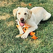 Kash is registered to the contest to win money with this photo: animal, canine, cheerful, closeup, collar, dog, ears, field, grass, happy, laying_down, muzzle, nature, outdoor, pet, playful, summer, sunlight, tongue_out, toy