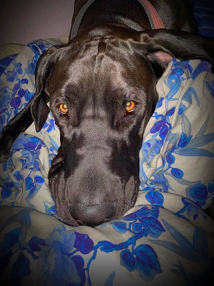 Elvis is registered to the contest to win money with this photo: blue, borador, canidae, carnivore, comfort, companion_dog, dog, dog_breed, electric_blue, fur, guard_dog, gun_dog, liver, pattern, pet_supply, retriever, sporting_group, terrestrial_animal, whiskers, working_animal