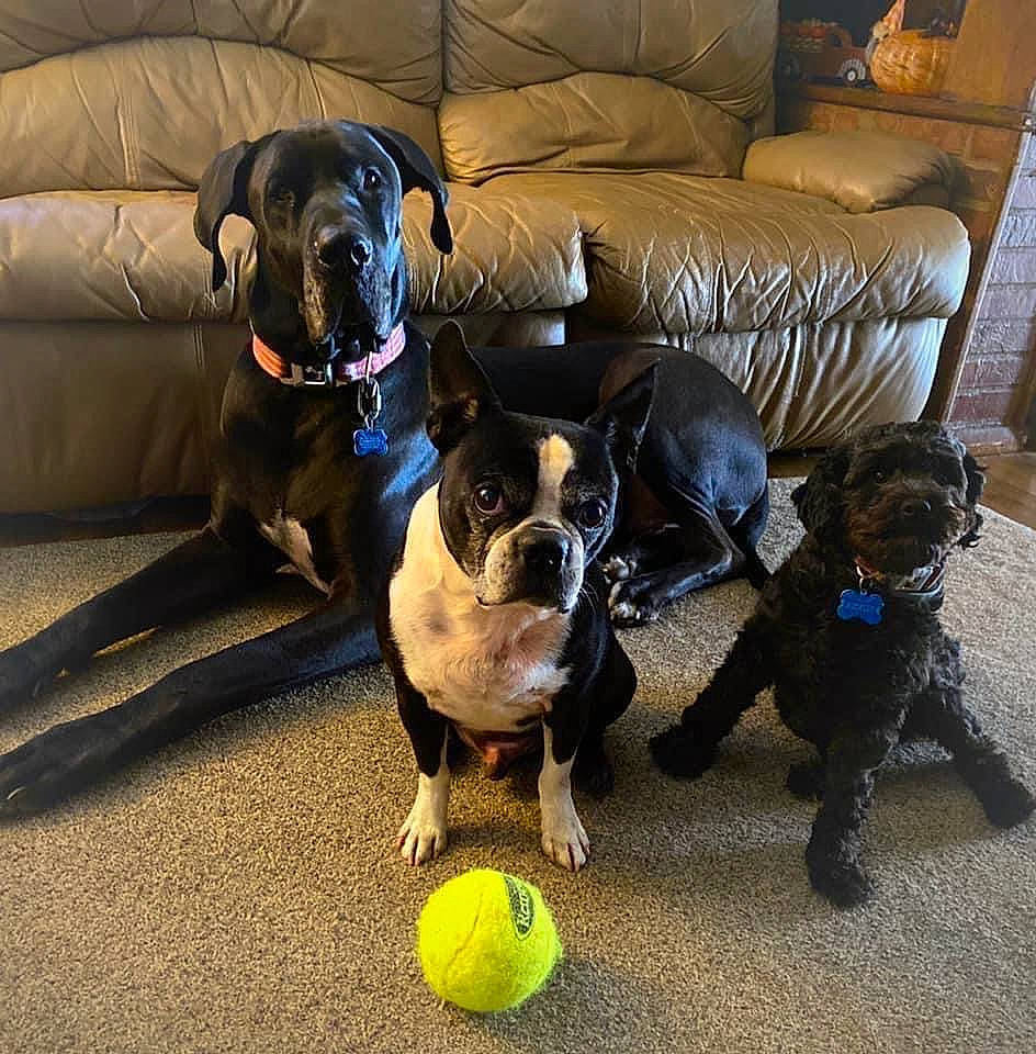 Elvis is registered to the contest to win money with this photo: ball, canidae, carnivore, collar, comfort, companion_dog, couch, dog, dog_breed, dog_collar, dog_supply, fawn, flooring, pet_supply, pug, snout, sporting_group, tennis_ball, toy_dog, working_animal
