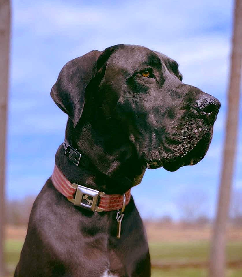 Elvis is registered to the contest to win money with this photo: canidae, carnivore, collar, companion_dog, dog, dog_breed, dog_collar, dog_supply, fashion_accessory, fawn, gun_dog, leash, liver, pet_supply, plant, sky, snout, sporting_group, whiskers, working_animal