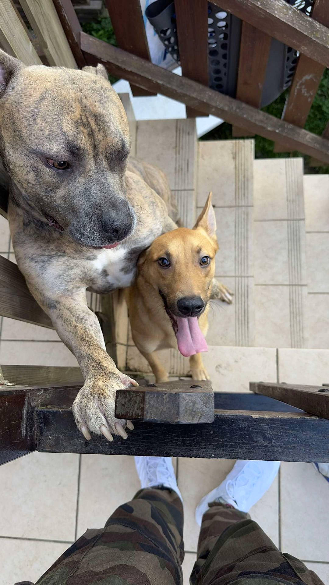 Scott participe au concours pour gagner de l'argent avec cette photo : ancient_dog_breeds, canidae, carnivore, collar, companion_dog, dog, dog_breed, dog_collar, fawn, foot, non_sporting_group, paw, sandal, sitting, snout, sporting_group, street_dog, wood, working_animal, working_dog
