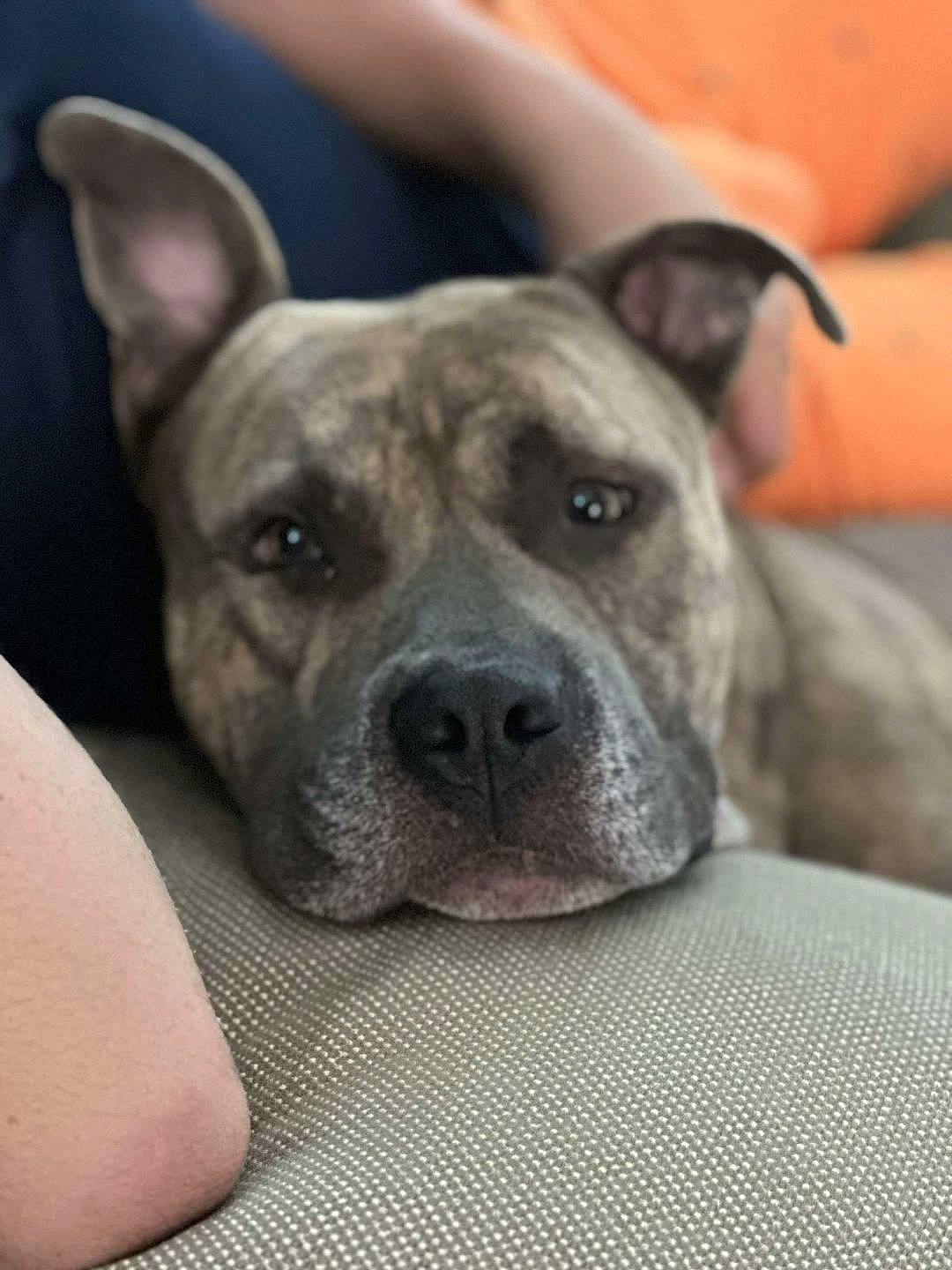 Scott a rejoint le concours — aidez-le/la à gagner de superbes lots ! ancient_dog_breeds, canidae, carnivore, collar, companion_dog, dog, dog_breed, dog_collar, ear, fawn, guard_dog, molosser, non_sporting_group, snout, sporting_group, terrestrial_animal, whiskers, working_animal, working_dog, wrinkle